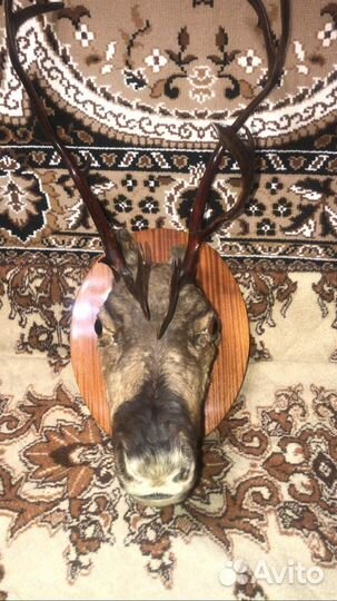 Голова оленя