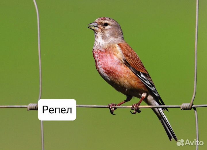 Певчие птицы