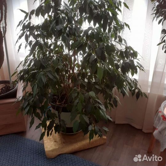 Молочай, фикус бенджамина, спатифиллюм, лиана