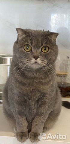 Шотландская кошка бесплатно