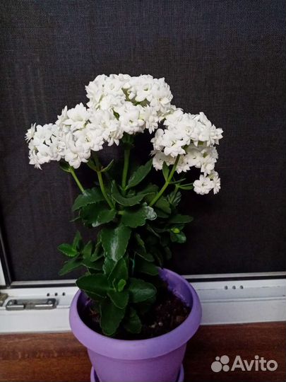 Каланхоэ белый