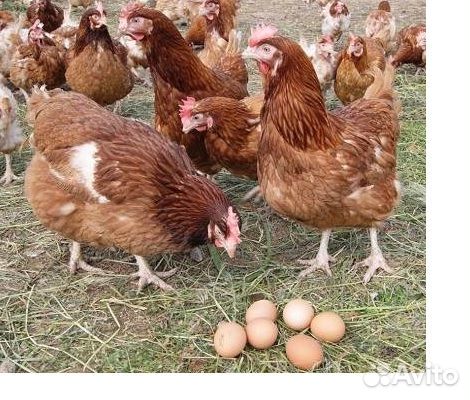 Яйцо инкубационное, цыплята, птица