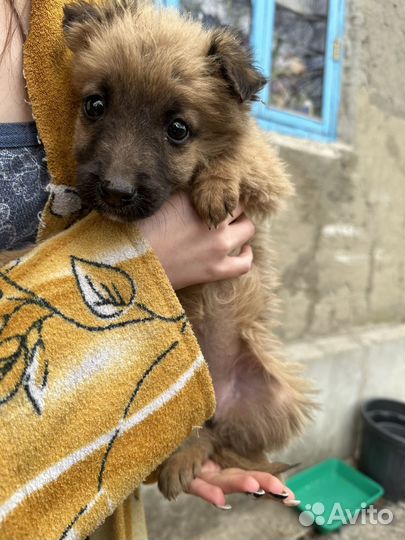 Собаки в добрые руки