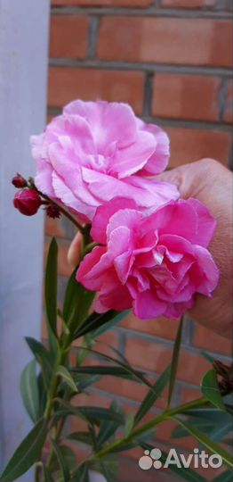Олеандр (розовый махровый)