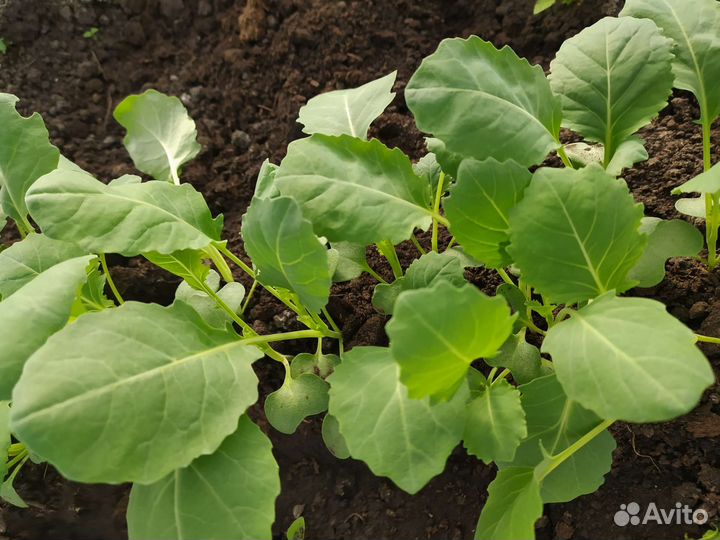 Рассада капусты