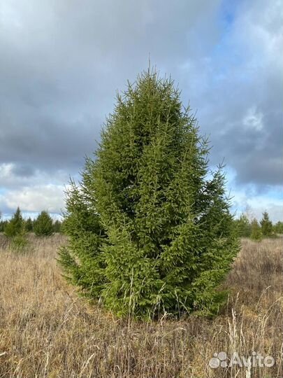 Ель обыкновенная