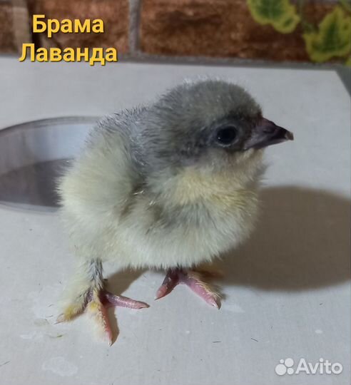 Цыплята породных кур