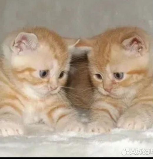 Шотландская