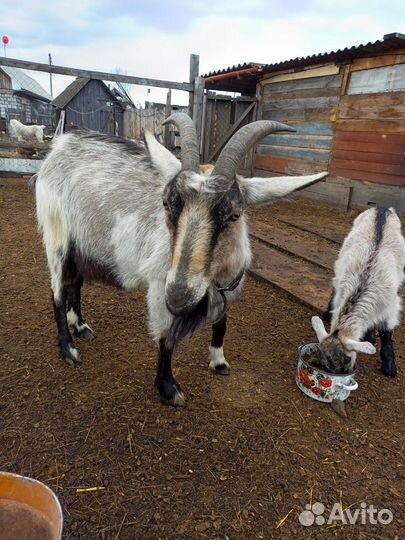 Продам козлов