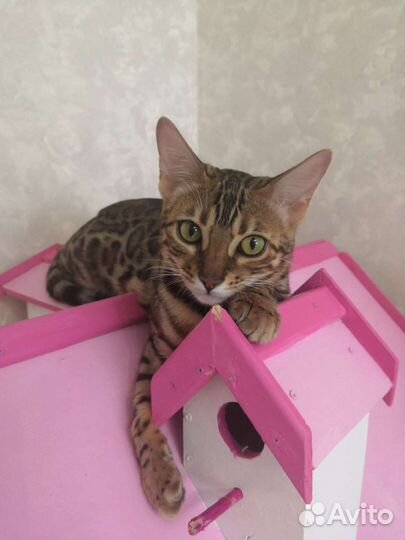 Вязка кошки
