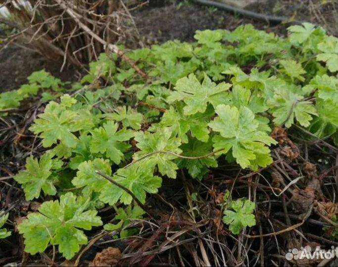 Флокс растопыренный Блю парфюм и другие цветущие