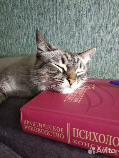 Кошка в дар бесплатно