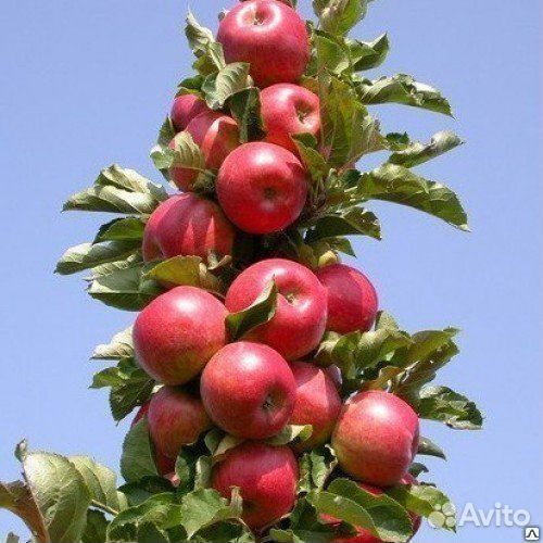 Яблоня колоновидная Медок, Моск. Ожерелье