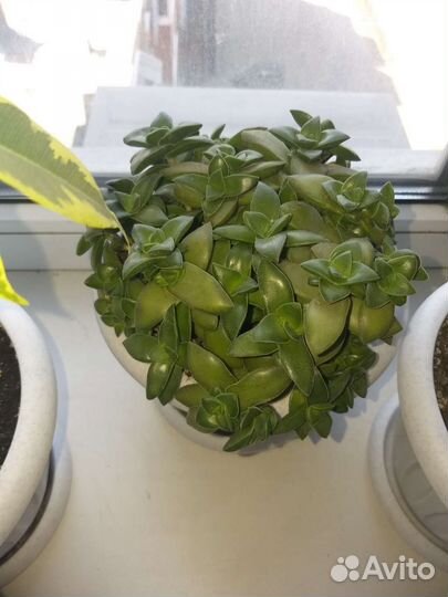 Крассулы/Алоэ/Суккуленты