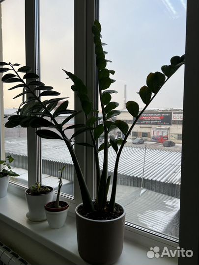 Офисные цветы