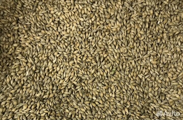 Покупка фураж всех видов,пшеницу,отходы