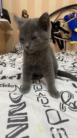 Котята в добрые руки мальчик