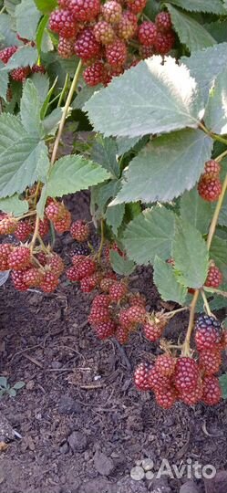 Саженцы ежевики бесшипной