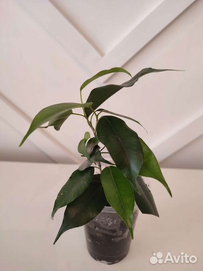 Фикус Бенджамина Даниэль, Кинки