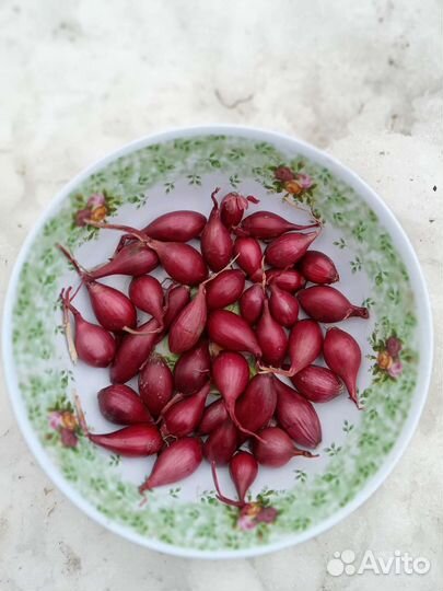 Лук Севок все сорта