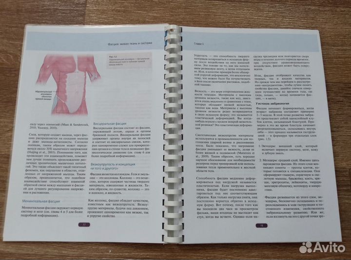 Fascia Дэвид Лесондак