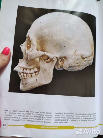 Атлас анатомии человека