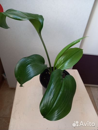 Эухарис амазонская лилия