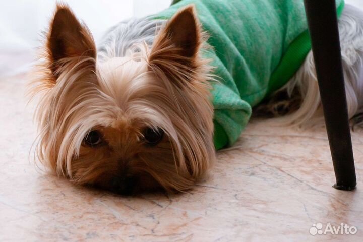 Йоркширский терьер вязка мальчик