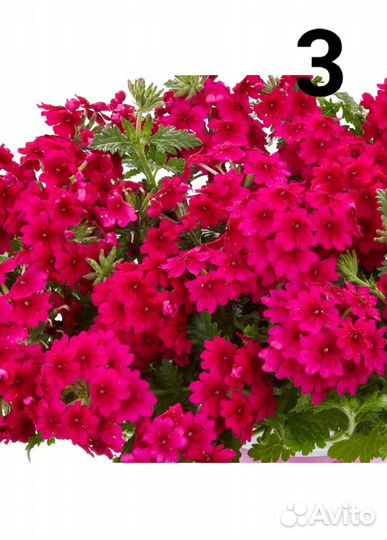 Вербена ампельная