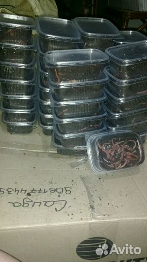 Черви красные, дендробена, зелёные и саранча