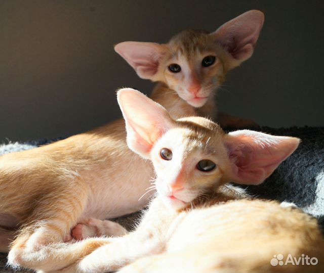 Ориентальные котята