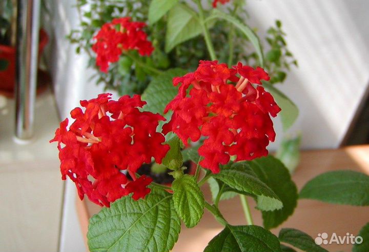 Пеларгонии и цветы домашние
