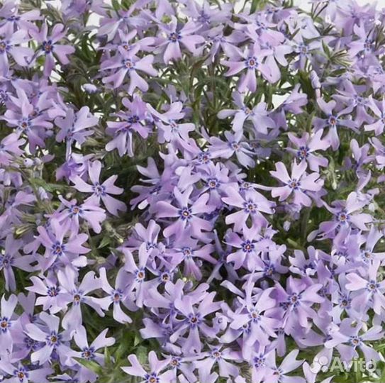 Цветы Вербейник, флокс шиловид, ландыш