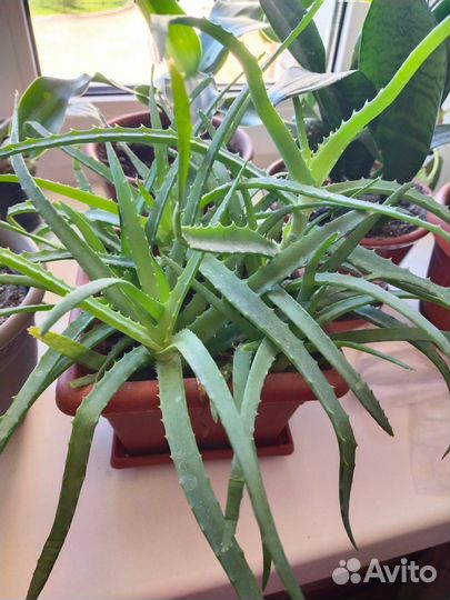 Цветы домашние и дачные