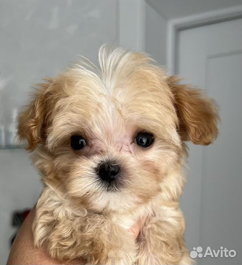 Мальчишка-микроб