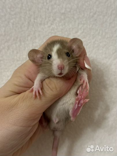 Ручные Крысята дамбо.крыса.Доставка