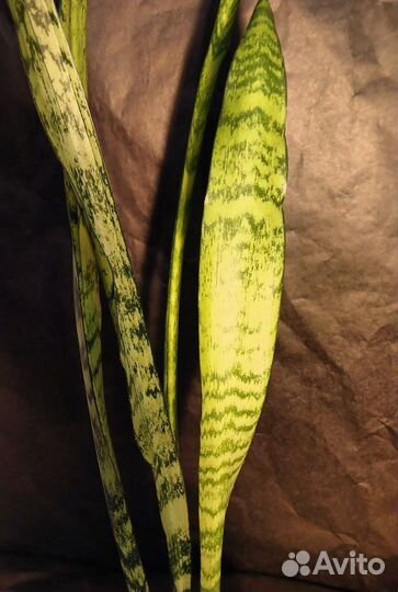 Сансевиерия Зейланика