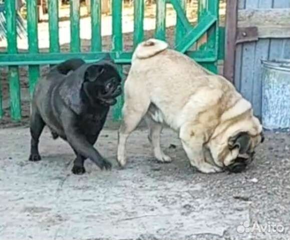 Мальчик на вязку