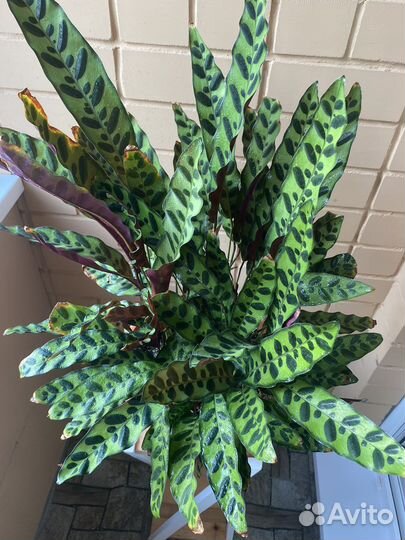 Калатея лансифолия