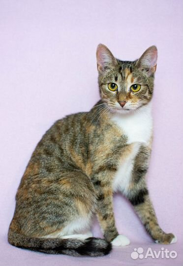 Кошка в дар