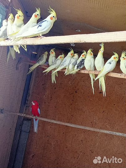 Попугаи кореллы (птенцы)