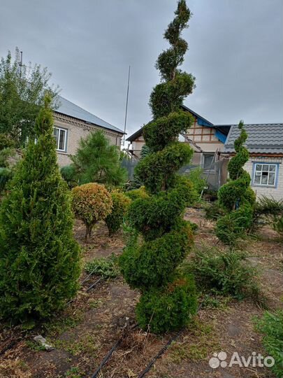 Хвойные бонсайные формы