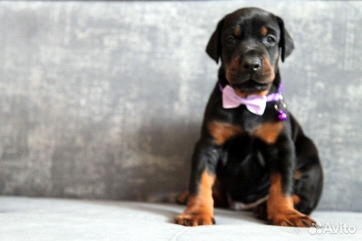 Щенки добермана