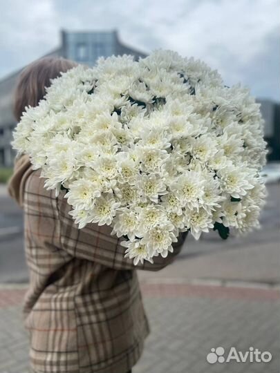 Белая хризантема