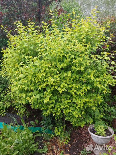 Пузыреплодник желтолистный