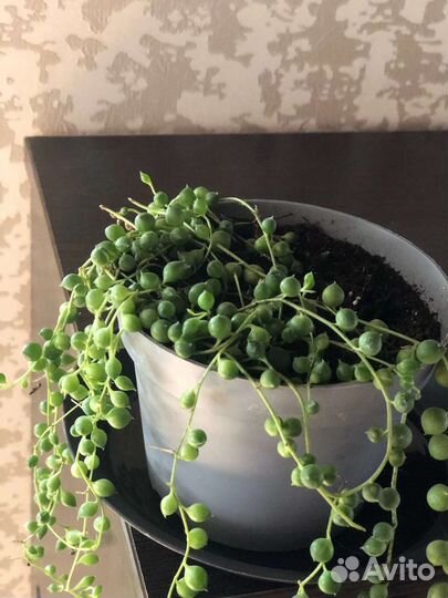 Крестовник Роули