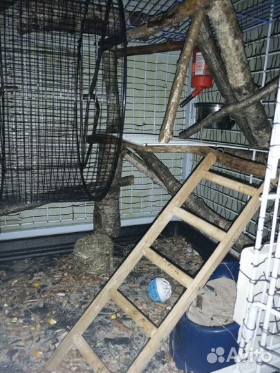 Продам дегу с клеткой