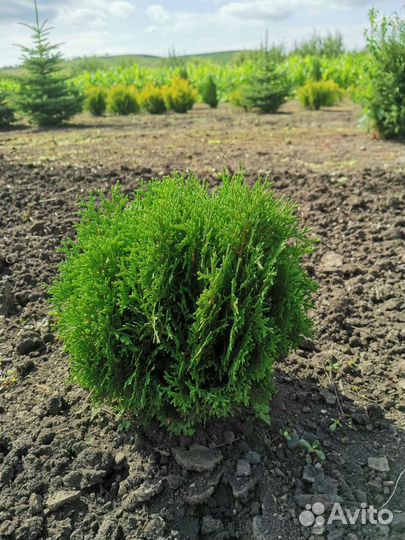 Туя западная шаровидная карликовая Нана