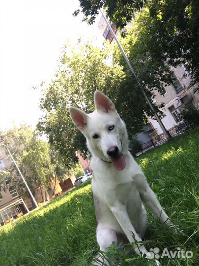 Хаски в добрые руки