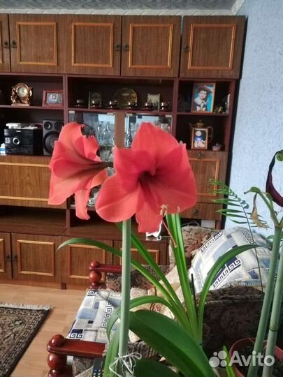 Гиппиаструм